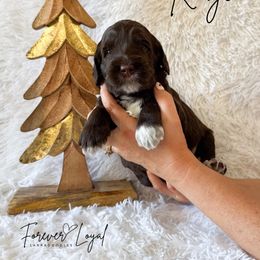 Rouge - Chocolate male Australian Labradoodle puppy in Oregon from Forever Loyal Labradoodles