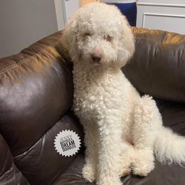 Honey - Goldendoodle