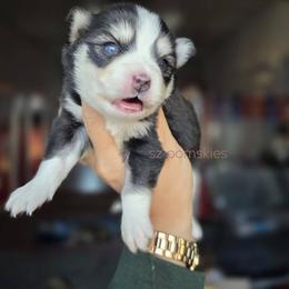 Tali - Black and white female Pomsky puppy in Mc Callsburg, Iowa from SZ Rolling Acres LLC
