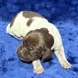 Male 1 - Liver roan male German Shorthaired Pointer puppy in Equinunk, Pennsylvania from AHHA Kennels