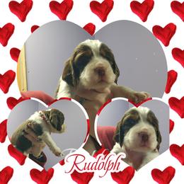 Rudolph - Black white and tan male English Springer Spaniel puppy in Westover, Maryland from Sterling's springer Haven