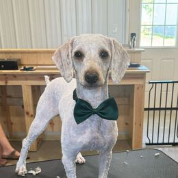 Chacho - Poodle