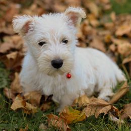 Beckett - Wheaten male Scottish Terrier puppy in Mount Joy, Pennsylvania from K&M Kennel