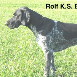 German Shorthaired Pointers from ETX GPS Kennels