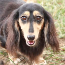 Nika - Dachshund
