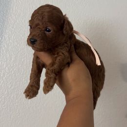 Pinky - Red  female Poodle puppy in Bakersfield, California from Underground kennels