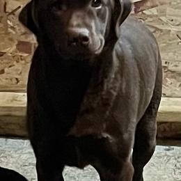 Sophi - Chocolate female Labrador Retriever puppy in Worland, Wyoming from Wind River Labrador’s