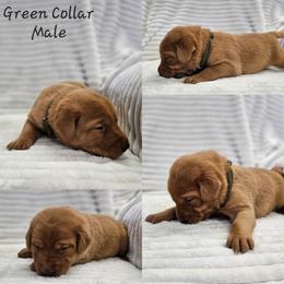 Green Collar - Male - Yellow male Labrador Retriever puppy in Boyd, Minnesota from Lindley Labradors