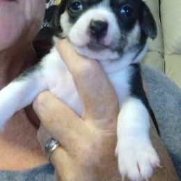 Chihuahua Puppies from Ay Chihuahua's