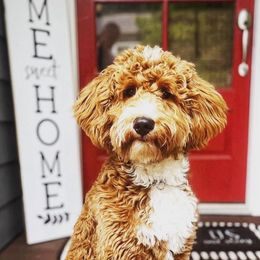 Goldendoodles from Eagles Hammock Goldendoodles