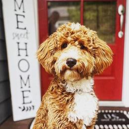 Goldendoodles from Eagles Hammock Goldendoodles