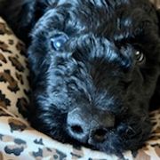 Double Doodles and Goldendoodles from Funny Farm Doodles