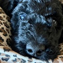 Double Doodles and Goldendoodles from Funny Farm Doodles