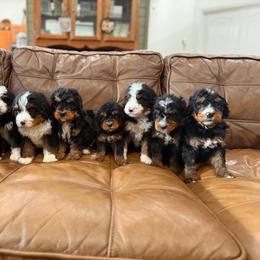 Bernedoodle puppies from Bernedoodles of Florida