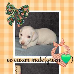 Green - Cream male Dachshund puppy in Valrico, Florida from Bloomin Doxies
