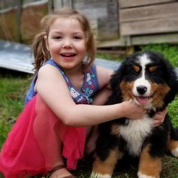 Bernese Mountain Dog Puppies from Barefoot Springs Bernese Mountain Dogs