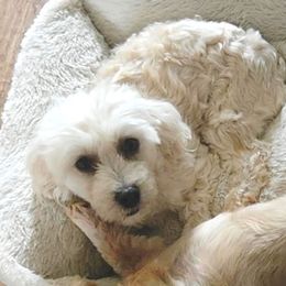 Rumor - Havanese