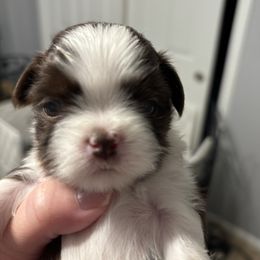 Bolt - Liver and white male Shih Tzu puppy in Springboro, Ohio from Shih Tzus of Springboro LLC.
