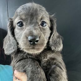 Diplodocus Boy 1 - Blue and cream male Dachshund puppy in Bigfork, Minnesota from Dachshunds Up North