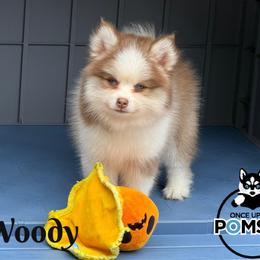 Woody - Red and white male Pomsky puppy in Eastman, Georgia from Once Upon A Pomsky