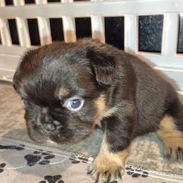 Pekingese puppies from Polk County Peekapoos