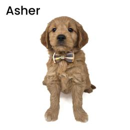 Asher - Apricot male Goldendoodle puppy in Crawfordsville, Indiana from Winding Creek Ranch Doodles