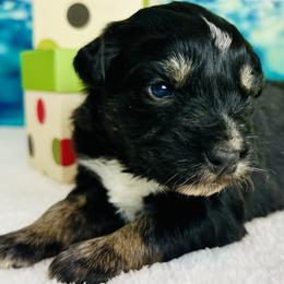 Comet - Black tri-color female Australian Shepherd puppy in West Union, Iowa from Boundless Hearts Australian Shepherds LLC