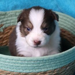 Martha - Red tri-color female Australian Shepherd puppy in Springville, New York from RisingStar Australian Shepherds