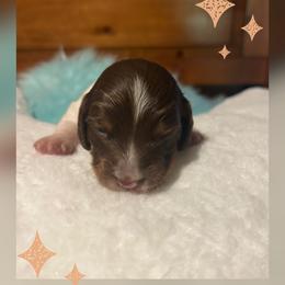 Zero - Chocolate and tan male Dachshund puppy in Louisa, Kentucky from Mini Doxies of Eastern KY