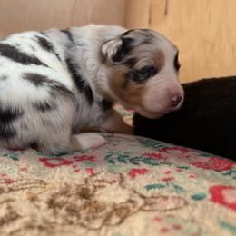 Sydney (PINK COLLAR) - Blue merle female Australian Shepherd puppy in Morehead City, North Carolina from Crab Point Australian Shepherds