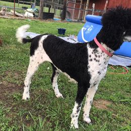 Poodles from Frogges Standard Poodles