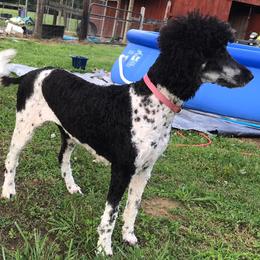 Poodles from Frogges Standard Poodles