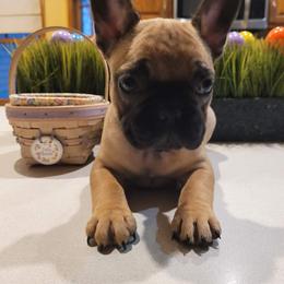 French Bulldog Puppies from Norris Frenchies
