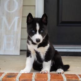 Grimm - Black and white male Siberian Husky puppy in Greenville, North Carolina from Ivie Huskies