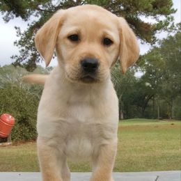 Grey - Yellow male Labrador Retriever puppy in Husser, Louisiana from Kristen