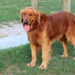 Ella - Golden Retriever