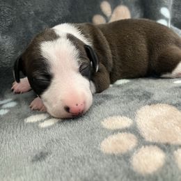 Tandy - White and seal female Italian Greyhound puppy in West Plains, Missouri from Sycamore Ridge Puppies