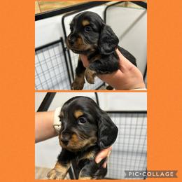 Pistol's Male 1 - Black and tan male Dachshund puppy in Rattan, Oklahoma from Burgett’s Barnyard Dachshunds