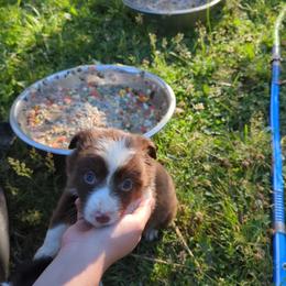 Border Collie Puppies from Athena’s Collies