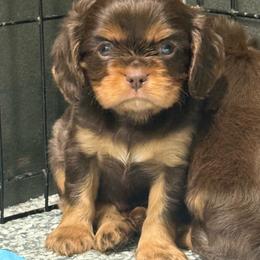 Blue Boy - Chocolate male Cavalier King Charles Spaniel puppy in Ellisville, Mississippi from Malu Lani Cavaliers