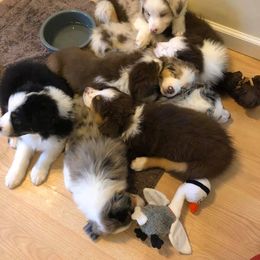 Australian Shepherd Puppies from Whiteley Way Australian Shepherds