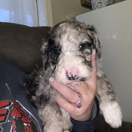 Teddy - Blue merle male Aussiedoodle puppy in Four Oaks, North Carolina from RoseWest Farms