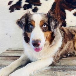 Dani - Australian Shepherd