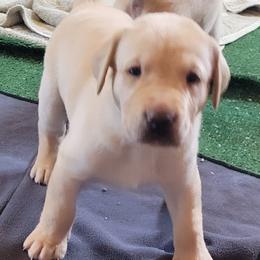 Labrador Retriever Puppies from MnK Family Labs