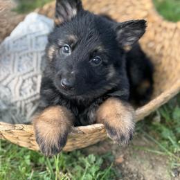 Keira - Bi-color female German Shepherd puppy in Dover, Delaware from Fornax