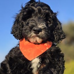 Mr Orange - Bernedoodle puppy from Our Doodle Ranch