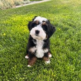 Canyon - Tri-color male Bernedoodle puppy in Payson, Utah from Little Diamond Doodles