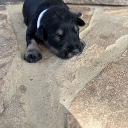 Miniature Schnauzer Puppies from Whistling Dixie Schnauzers