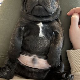 French Bulldog Puppies from Divine Crown French Bulldogs