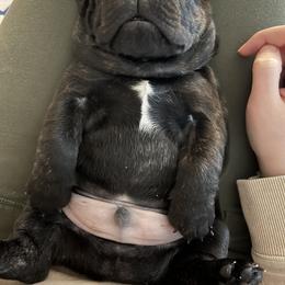 French Bulldog Puppies from Divine Crown French Bulldogs